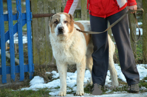 Photo №1. Mating service - breed: central asian shepherd dog. Price - 474$