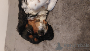 Photo №4. I will sell cavalier king charles spaniel in the city of Nuremberg. private announcement - price - Is free