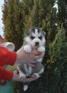Photo №4. I will sell siberian husky in the city of Meshchovsk. from nursery - price - 268$