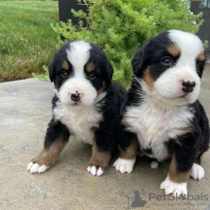 Photo №1. bernese mountain dog - for sale in the city of Uppsala | 528$ | Announcement № 98600