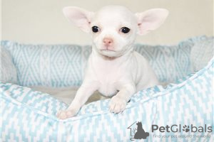 Photo №3. Adorable Chihuahua Puppies for free adoption. Germany