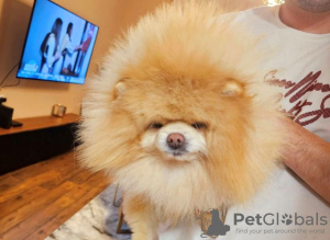 Photo №2 to announcement № 88654 for the sale of pomeranian - buy in Serbia 