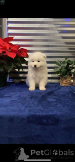 Photo №1. samoyed dog - for sale in the city of Richmond | 730$ | Announcement № 138135
