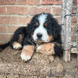 Photo №1. bernese mountain dog - for sale in the city of Kansas City | 500$ | Announcement № 147438