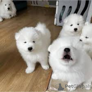 Photo №1. samoyed dog - for sale in the city of Vienna | 723$ | Announcement № 165438
