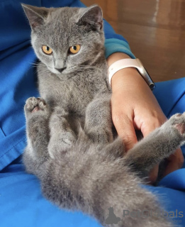 Photo №1. british shorthair - for sale in the city of Франкфурт-на-Майне | 264$ | Announcement № 101668