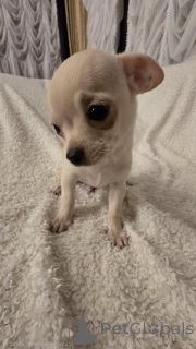 Photo №2 to announcement № 161481 for the sale of chihuahua - buy in Serbia breeder