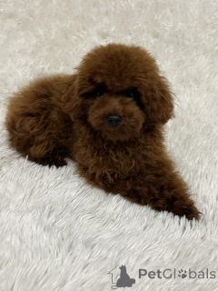 Photo №2 to announcement № 159673 for the sale of poodle (toy) - buy in Ukraine private announcement, from nursery, breeder