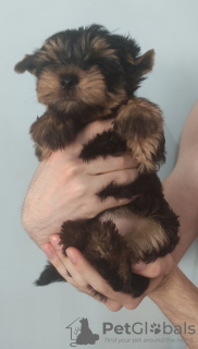 Photo №1. yorkshire terrier - for sale in the city of Анталья | 400$ | Announcement № 24039