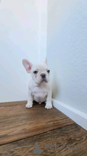 Photo №1. french bulldog - for sale in the city of Bogumin | 750$ | Announcement № 163011