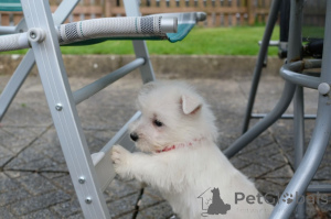 Photo №2 to announcement № 168486 for the sale of west highland white terrier - buy in Sweden private announcement, breeder