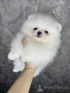 Photo №4. I will sell pomeranian in the city of Bonn. private announcement - price - 380$