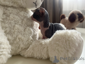 Photo №2 to announcement № 137485 for the sale of sphynx-katze - buy in Russian Federation breeder