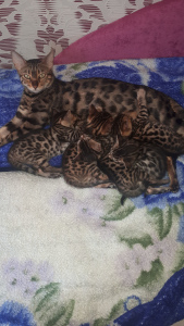 Photo №2 to announcement № 4439 for the sale of bengal cat - buy in Russian Federation private announcement