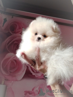 Photo №1. pomeranian - for sale in the city of Minsk | 350$ | Announcement № 120747