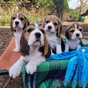 Additional photos: Beagle puppies are looking for