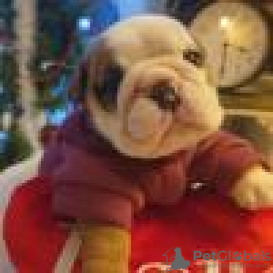 Photo №1. non-pedigree dogs - for sale in the city of Riyadh | negotiated | Announcement № 28792