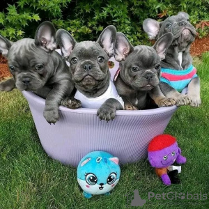 Photo №2 to announcement № 107788 for the sale of french bulldog - buy in Finland private announcement, breeder