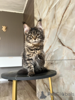Photo №3. Premium Maine Coon Kittens Looking for Their Forever Families. Germany