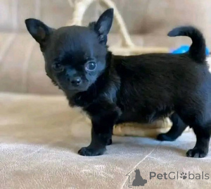 Photo №3. Meet Your New Best Friends! Looking for a loving home for my adorable 2-year-old. United States