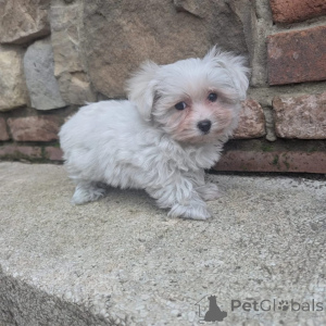 Photo №3. Prachtige Shih Tzu-puppy's op zoek naar een blijvend thuis. Netherlands
