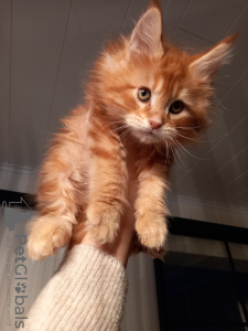 Photo №2 to announcement № 90281 for the sale of maine coon - buy in Finland private announcement