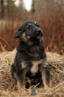 Photo №2 to announcement № 105981 for the sale of non-pedigree dogs - buy in Russian Federation private announcement