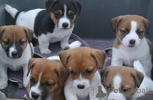 Photo №1. jack russell terrier - for sale in the city of Hamburg | 310$ | Announcement № 154785