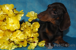 Photo №1. dachshund - for sale in the city of Москва | 351$ | Announcement № 3637