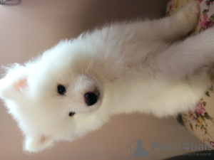 Photo №2 to announcement № 128610 for the sale of samoyed dog - buy in Poland private announcement