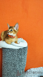 Photo №2 to announcement № 41873 for the sale of abyssinian cat - buy in Russian Federation from nursery, breeder