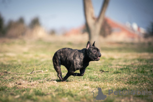 Additional photos: French bulldog for sale, female