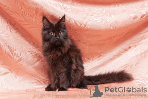 Photo №1. maine coon - for sale in the city of Ryazan | 240$ | Announcement № 7067