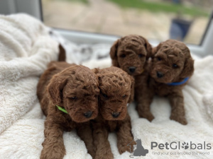 Photo №2 to announcement № 103507 for the sale of poodle (toy) - buy in Germany 