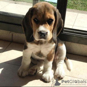 Photo №1. beagle - for sale in the city of Belgrade | 687$ | Announcement № 50226