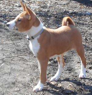 Photo №2 to announcement № 1803 for the sale of basenji - buy in Russian Federation breeder