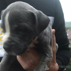 Photo №1. american pit bull terrier - for sale in the city of Degerdal | 465$ | Announcement № 173383