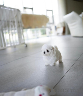 Photo №3. Pure breed Pomeranian puppies. Germany