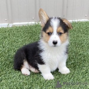Photo №1. welsh corgi - for sale in the city of Paris | negotiated | Announcement № 76029