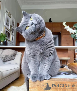 Photo №1. british shorthair - for sale in the city of Baden | negotiated | Announcement № 156694