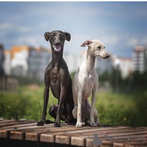 Photo №3. Italian greyhound male. Belarus