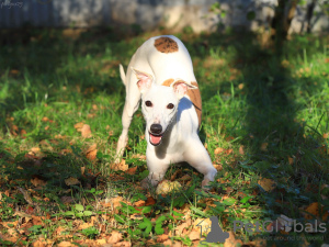 Additional photos: Whippet male for breeding