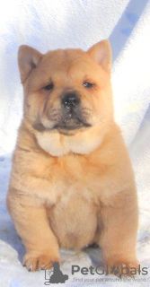Photo №4. I will sell chow chow in the city of Невинномысск. private announcement - price - negotiated