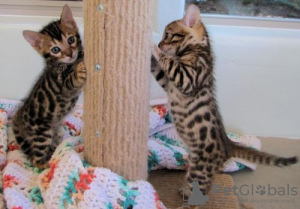 Photo №1. bengal cat - for sale in the city of Berlin | 264$ | Announcement № 120769