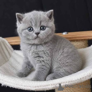 Photo №3. We offer British Shorthair Kittens. United Kingdom