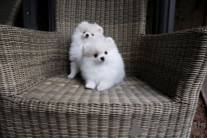 Photo №1. pomeranian - for sale in the city of Бернау | Is free | Announcement № 116033