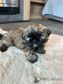 Photo №1. bolonka - for sale in the city of ANSUBRG | negotiated | Announcement № 162034