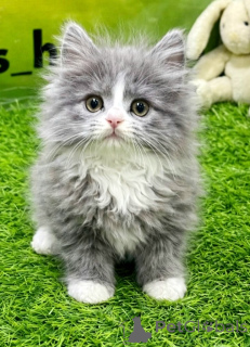 Photo №1. persian cat - for sale in the city of Munich | negotiated | Announcement № 168965