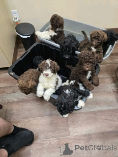 Photo №3. labradoddle Welpen zur Adoption. Germany