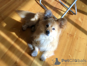 Photo №1. non-pedigree dogs - for sale in the city of Москва | Is free | Announcement № 66121